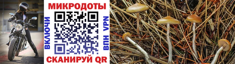 Галлюциногенные грибы MAGIC MUSHROOMS  Трёхгорный 